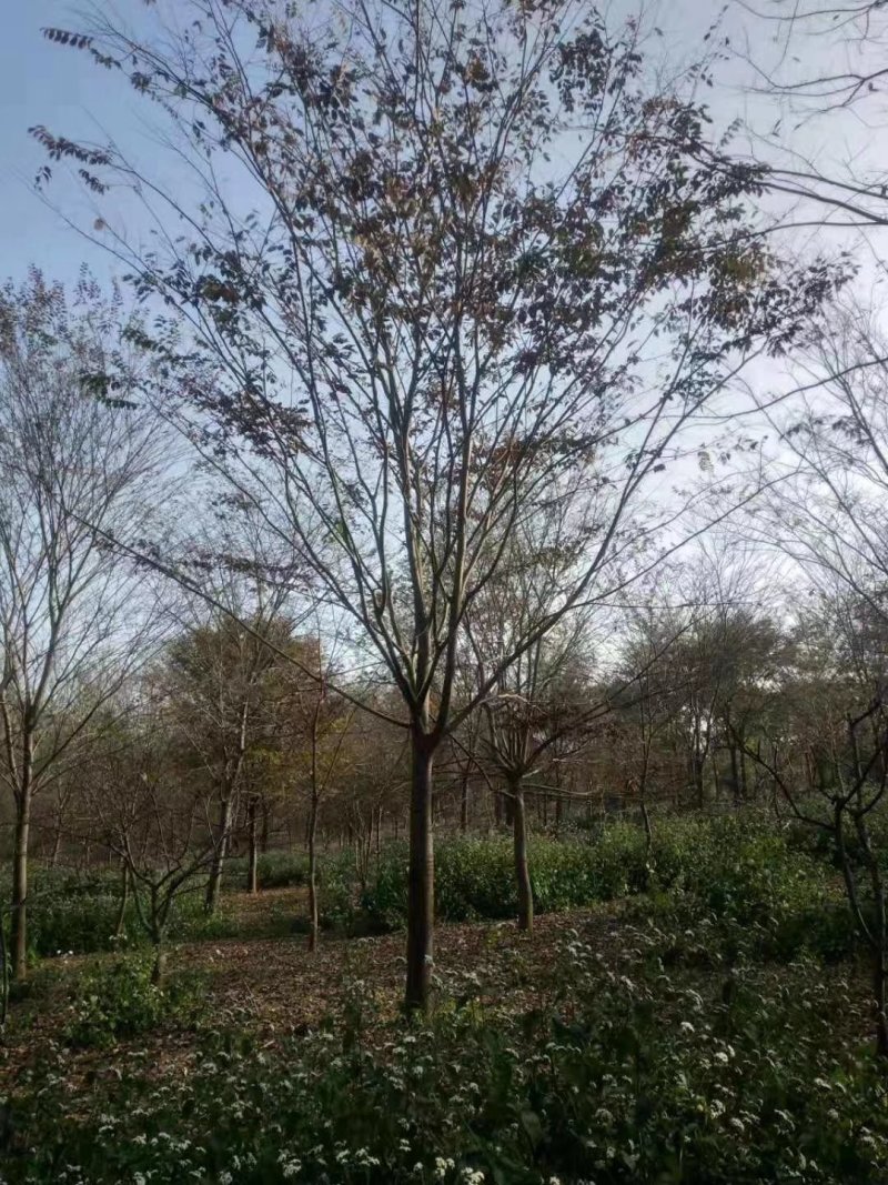 榉树红榉精品榉树8-25公分