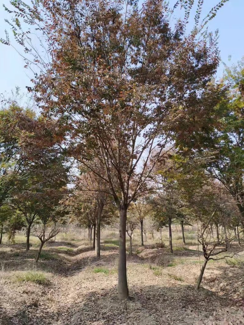榉树红榉精品榉树8-25公分