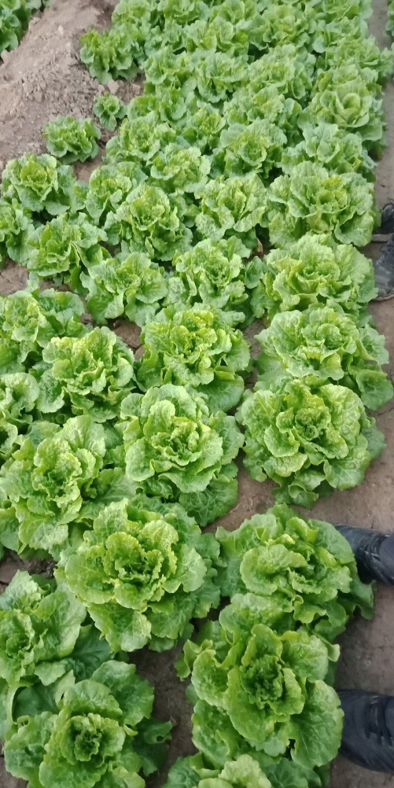 滑县生菜，万亩基地发货，货源充足，量大从优，欢迎来电咨询