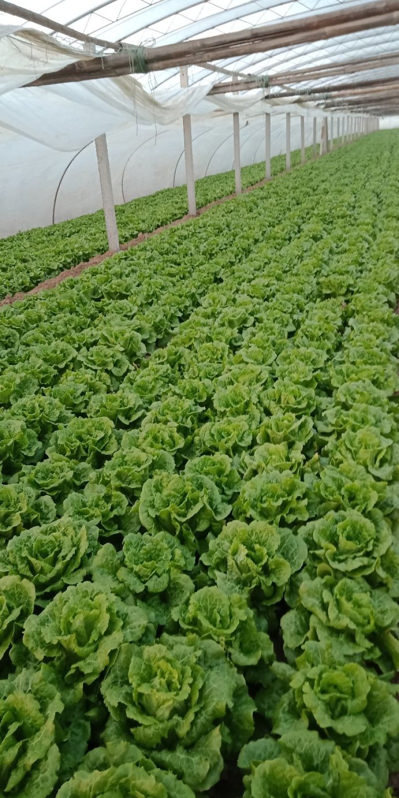滑县生菜，万亩基地发货，货源充足，量大从优，欢迎来电咨询