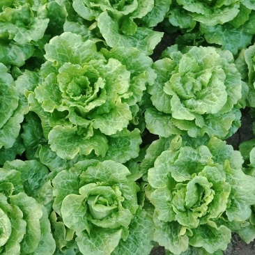滑县生菜,万亩基地发货,货源充足,量大从优,欢迎来电咨询