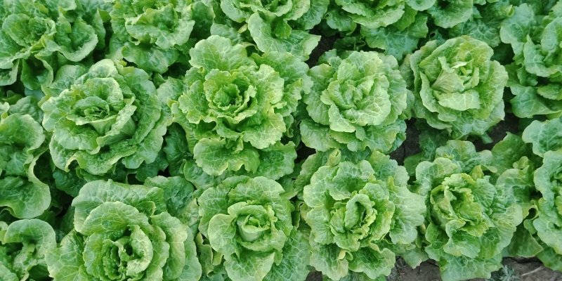 滑县生菜，万亩基地发货，货源充足，量大从优，欢迎来电咨询