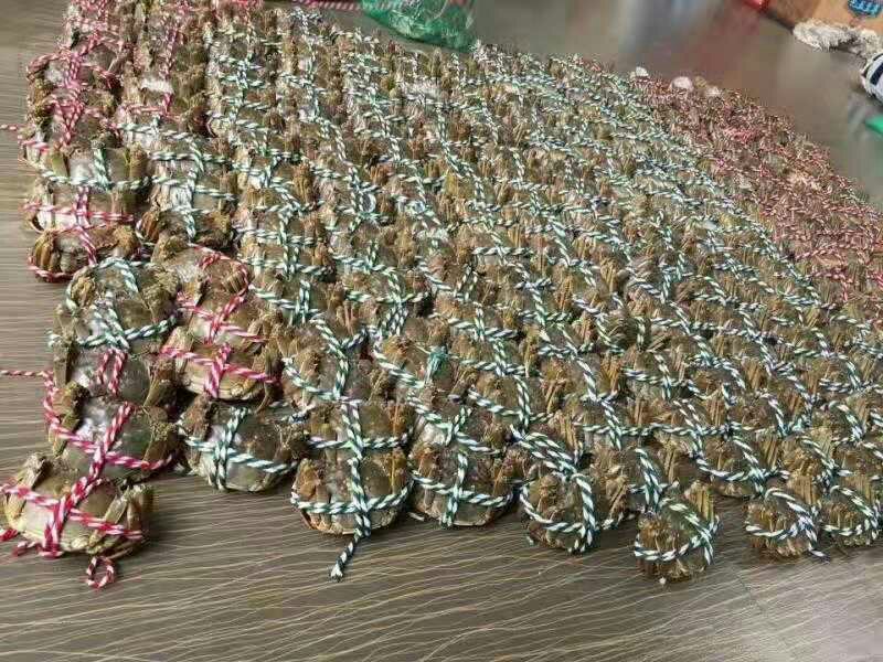 红膏大闸蟹礼盒3公2母10只