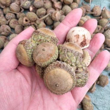 风流果正宗广西