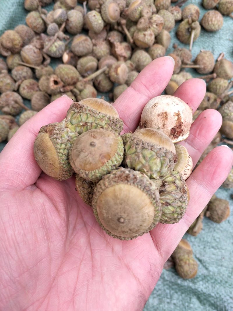风流果正宗广西