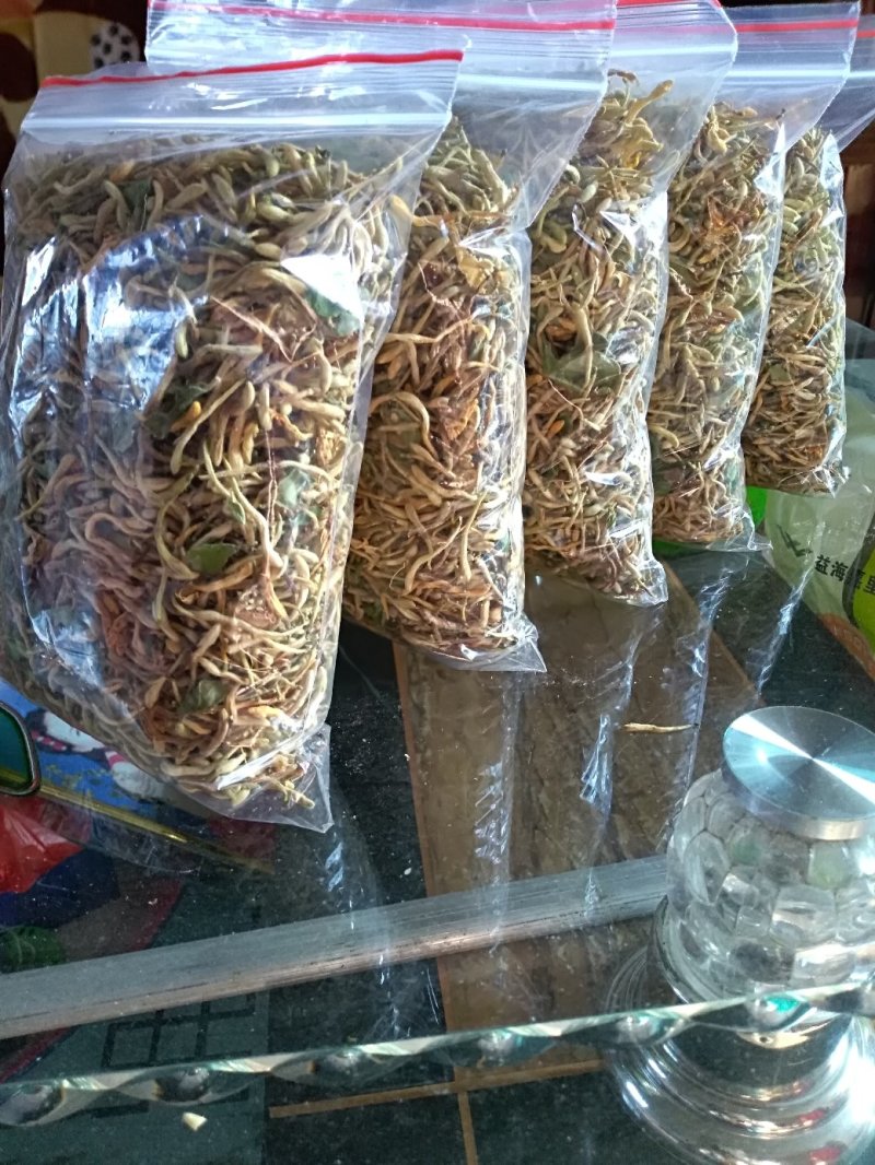 北花，金银花苗，四季金银花苗。