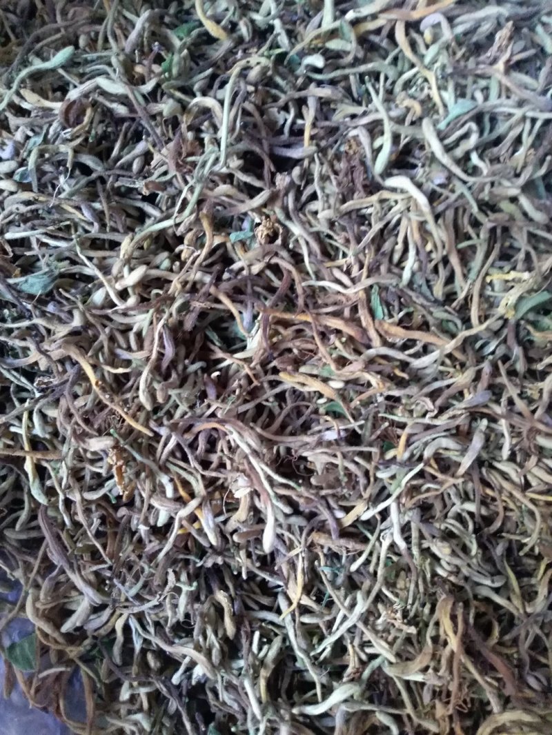 北花，金银花苗，四季金银花苗。