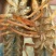 盱眙小龙虾中红567规格红虾