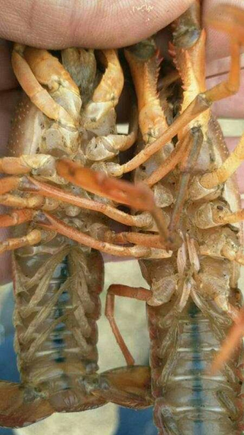 盱眙小龙虾中红567规格红虾