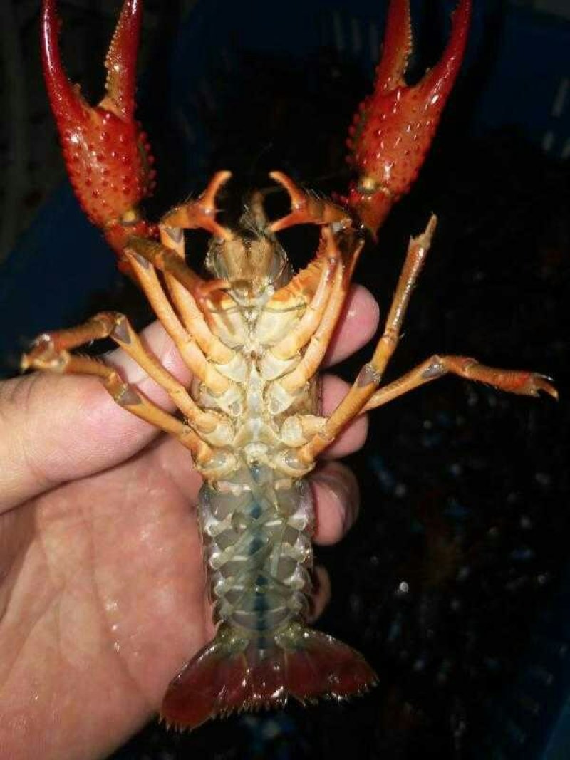 盱眙小龙虾中红567规格红虾