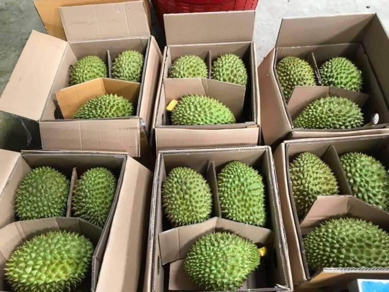 新品ri6一匠黄金金榴莲