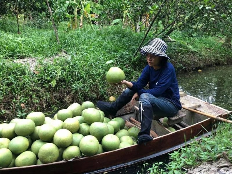 【有好货】泰国青柚蜜柚一件代发包邮坏果包售后支持社区团购