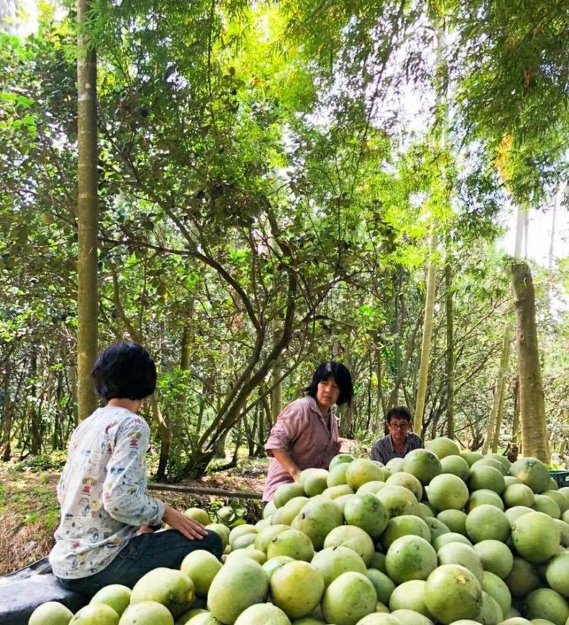 【有好货】泰国青柚蜜柚一件代发包邮坏果包售后支持社区团购