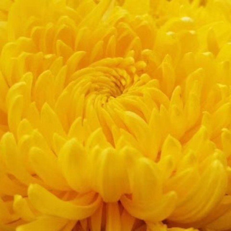 2019金丝黄菊干菊花茶