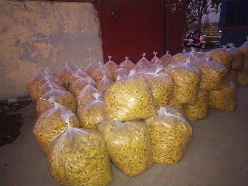 2019金丝黄菊干菊花茶