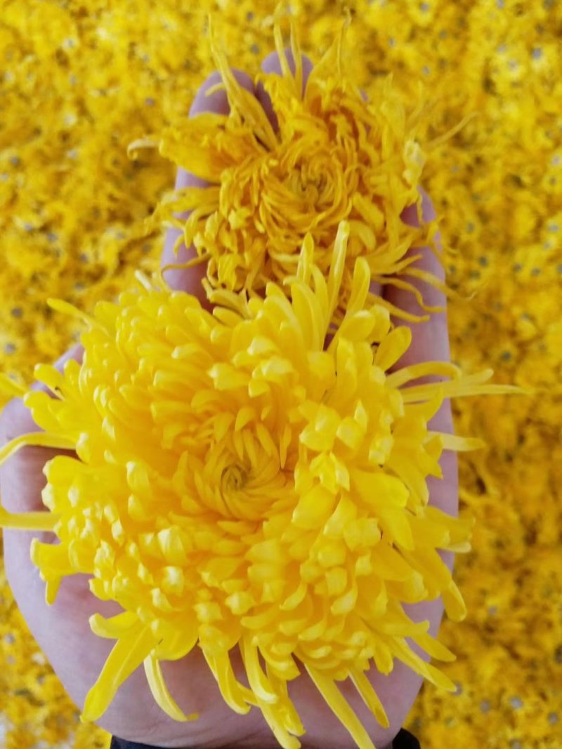 2019金丝黄菊干菊花茶