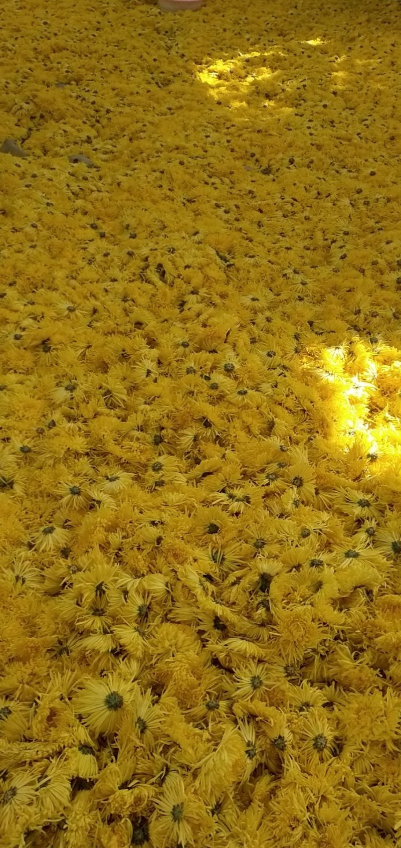2019金丝黄菊干菊花茶