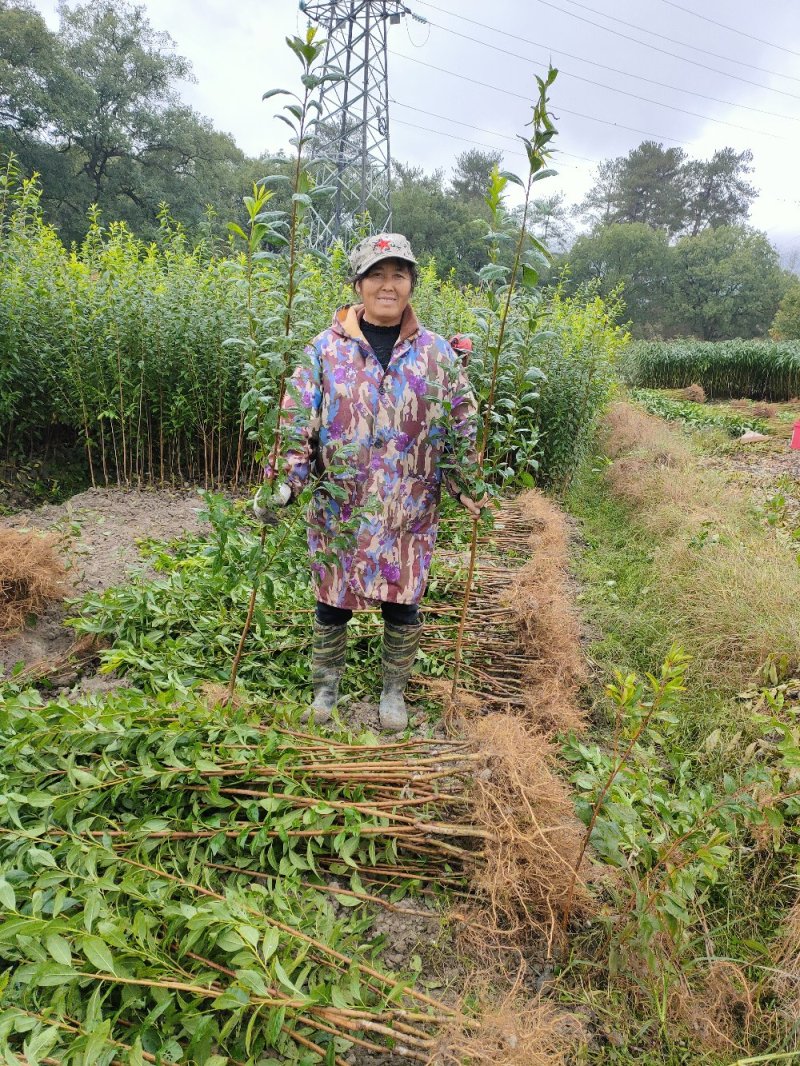 黄金奈李苗李子苗炎陵黄金奈李苗【放心苗企业】包品种