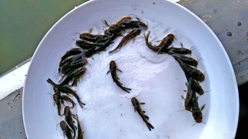 黄颡鱼苗，俗话黄骨鱼苗。