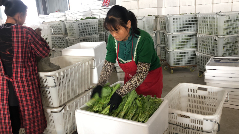 出售新鲜采摘白菜苔红菜苔