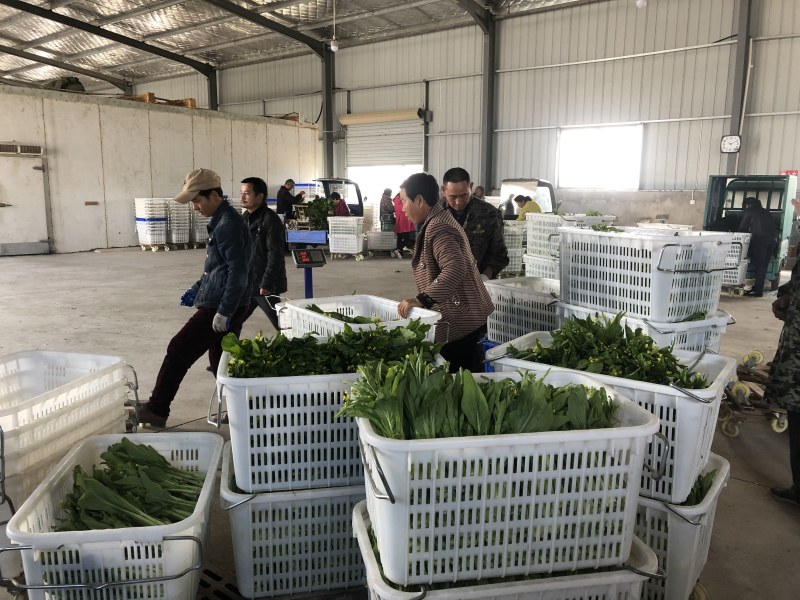 出售新鲜采摘白菜苔红菜苔