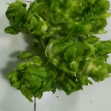 儿菜