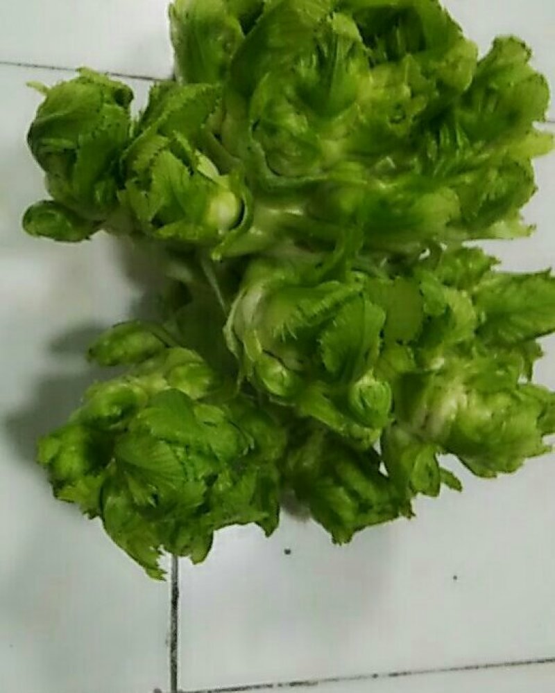 儿菜