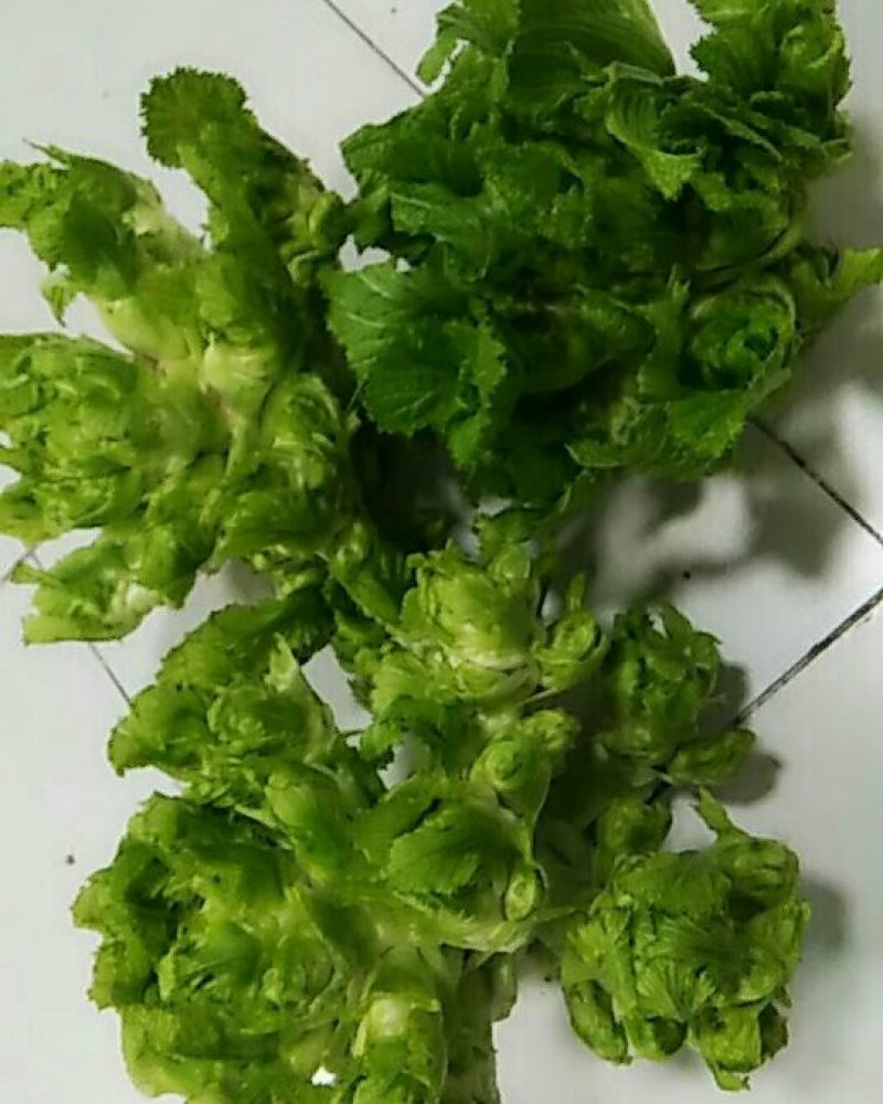 儿菜