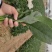 菠菜，越冬…………………………