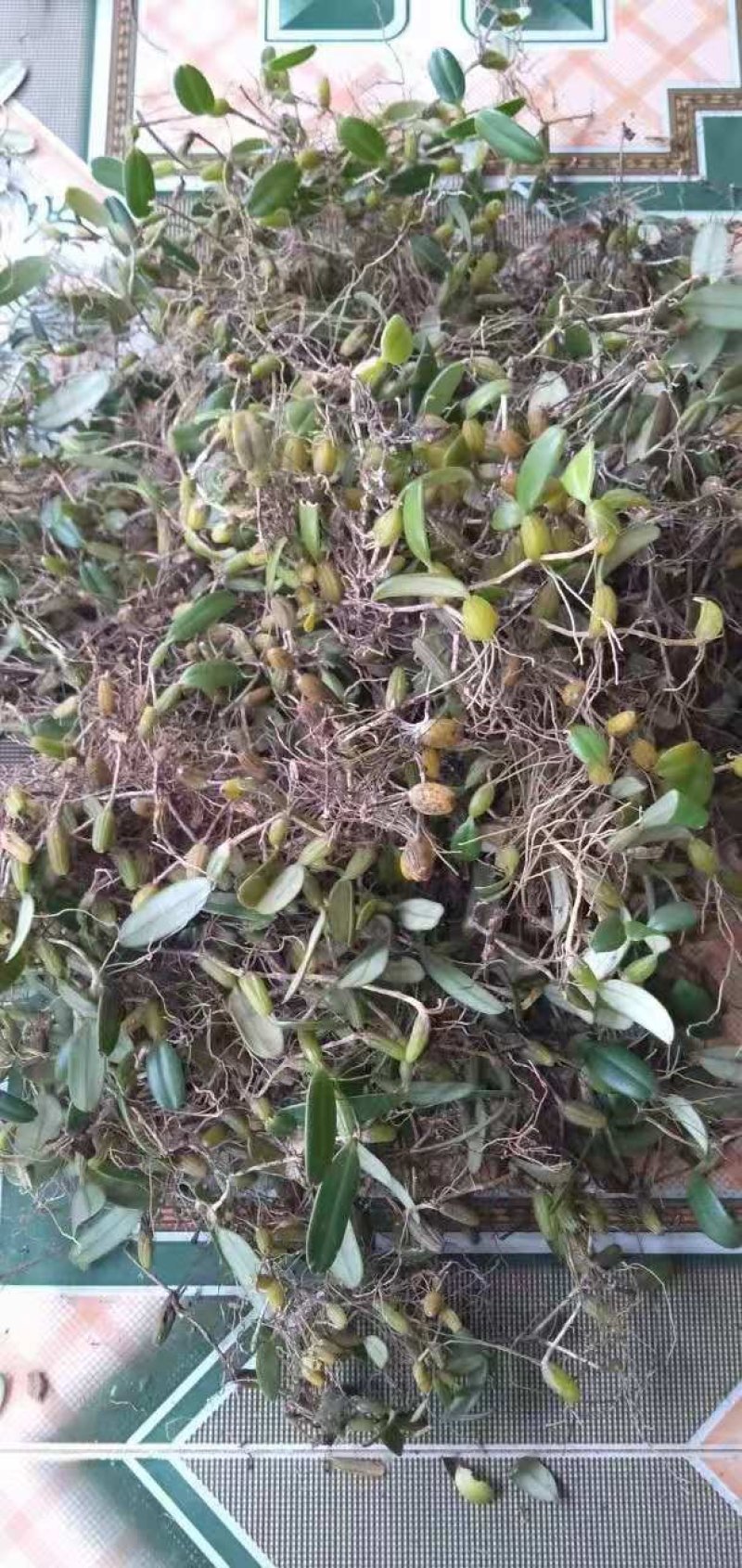 果上叶石橄榄(小果单叶)