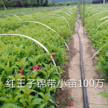 红王子锦带小苗裸根上车价红王子锦带工基地现挖现发