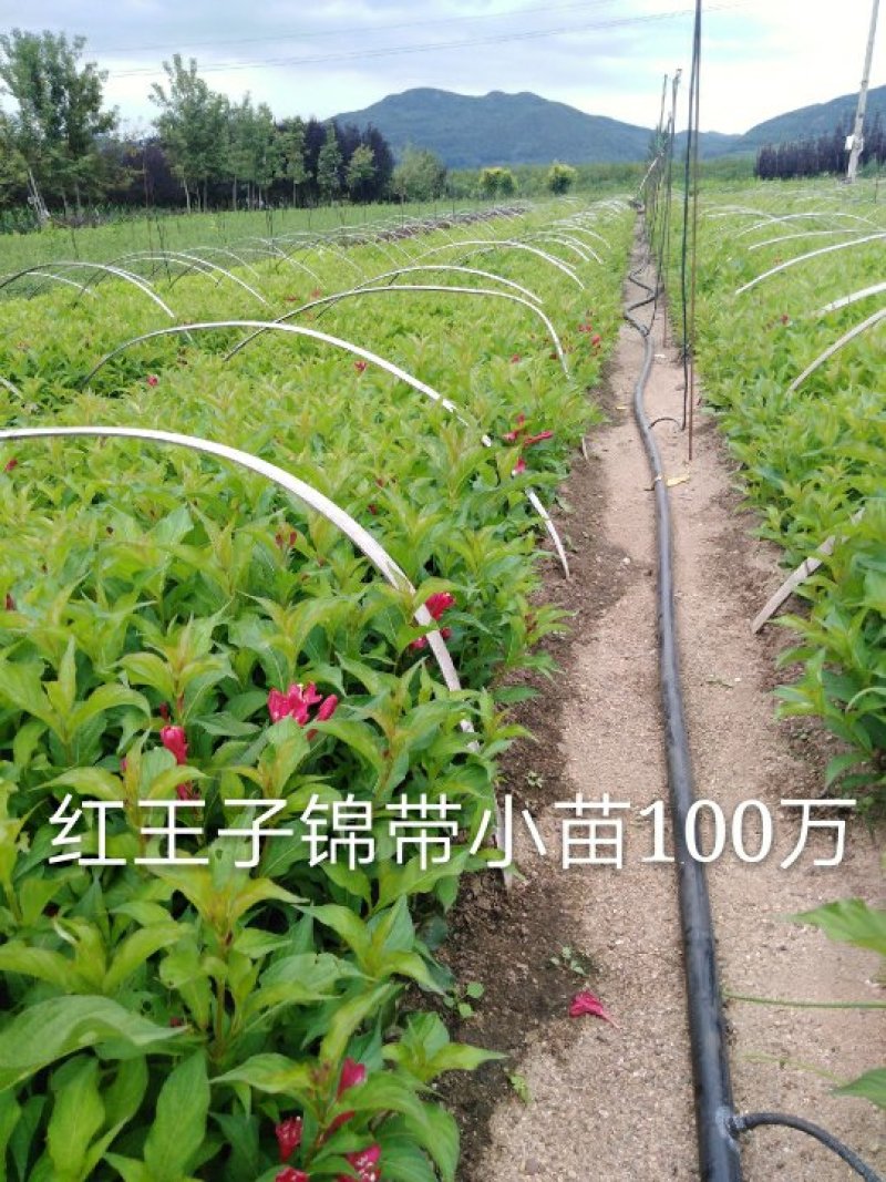 红王子锦带小苗裸根上车价红王子锦带工基地现挖现发