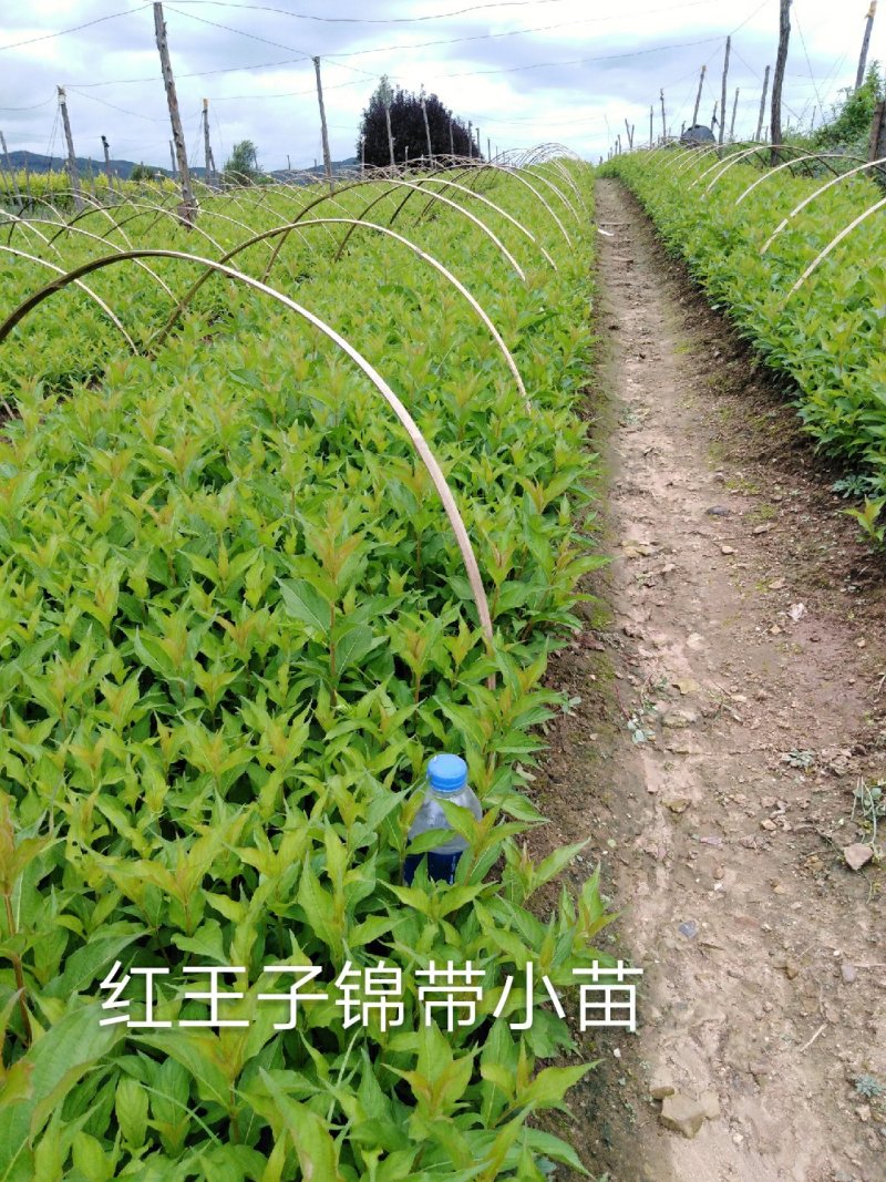 红王子锦带小苗裸根上车价红王子锦带工基地现挖现发