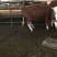 优质西门塔尔肉牛犊免费送货到家送打草机一台直发