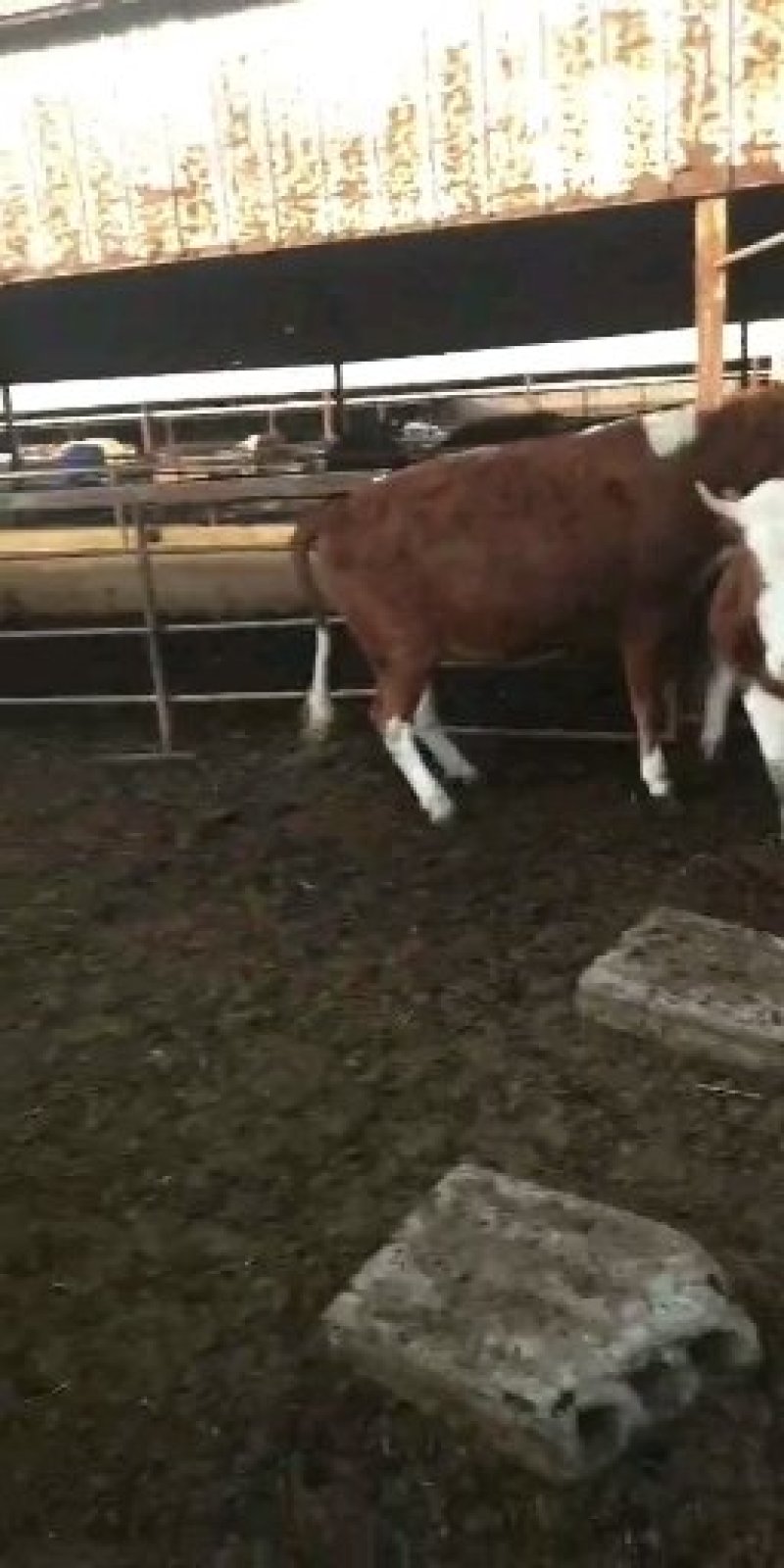 优质西门塔尔肉牛犊免费送货到家送打草机一台直发