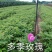 多季玫瑰小苗、四季玫瑰小苗，裸根上车0.28元/棵
