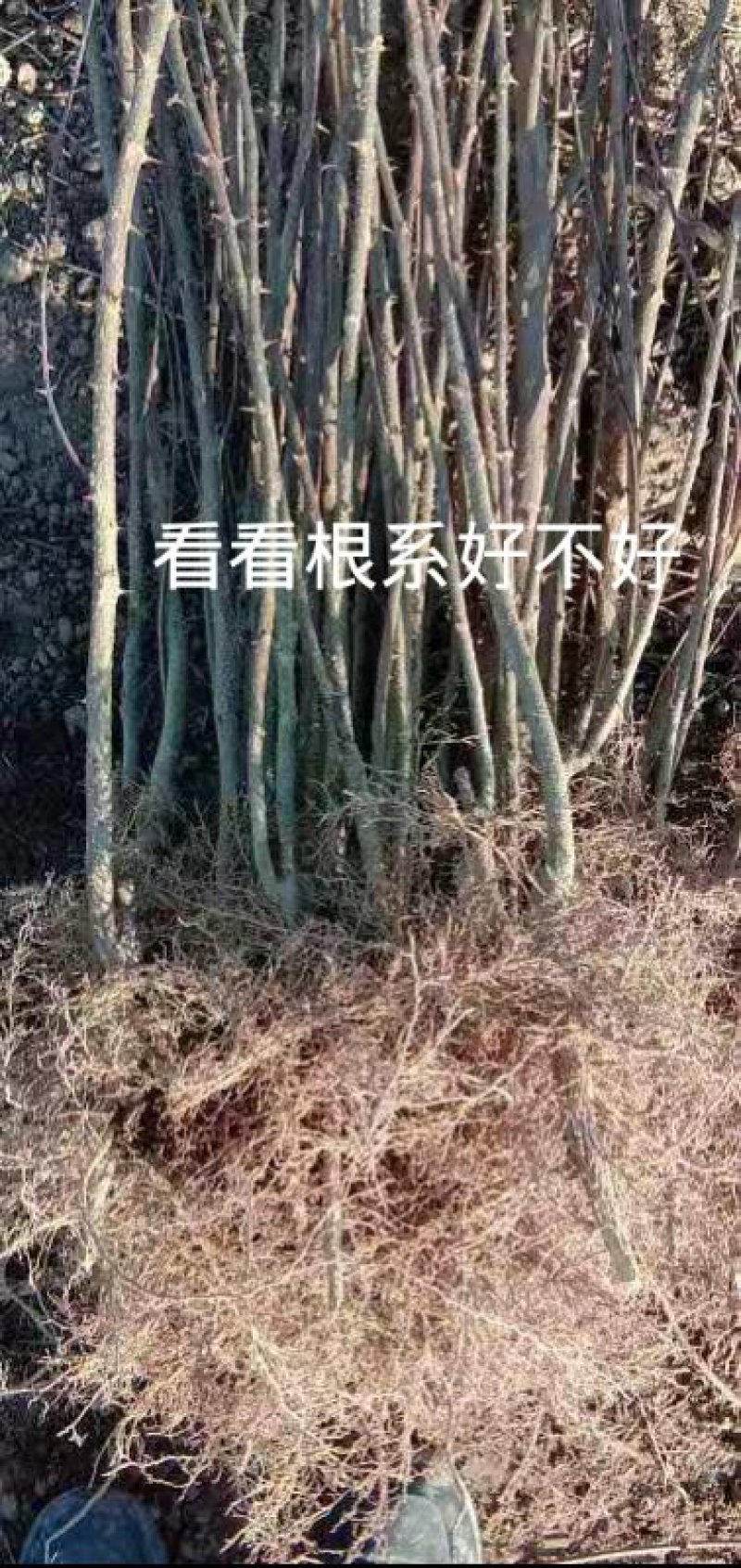 河北花椒苗，河北大红袍花椒苗