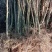 河北花椒苗，河北大红袍花椒苗