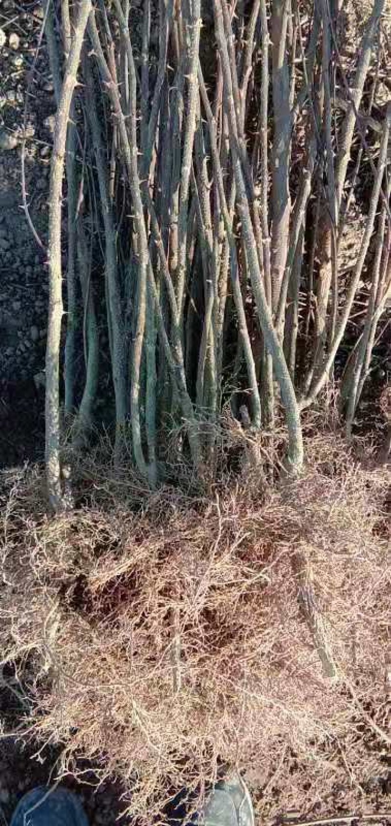 河北花椒苗，河北大红袍花椒苗