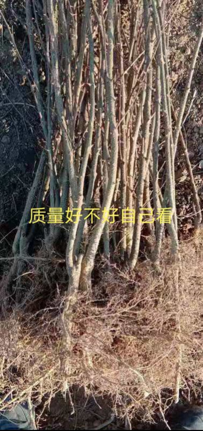 河北花椒苗，河北大红袍花椒苗