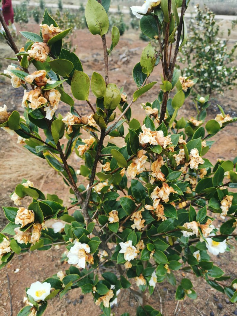 白花油茶苗25～60可开两证一签