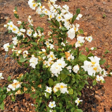 白花油茶苗25～60可开两证一签