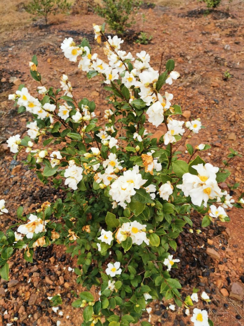 白花油茶苗25～60可开两证一签
