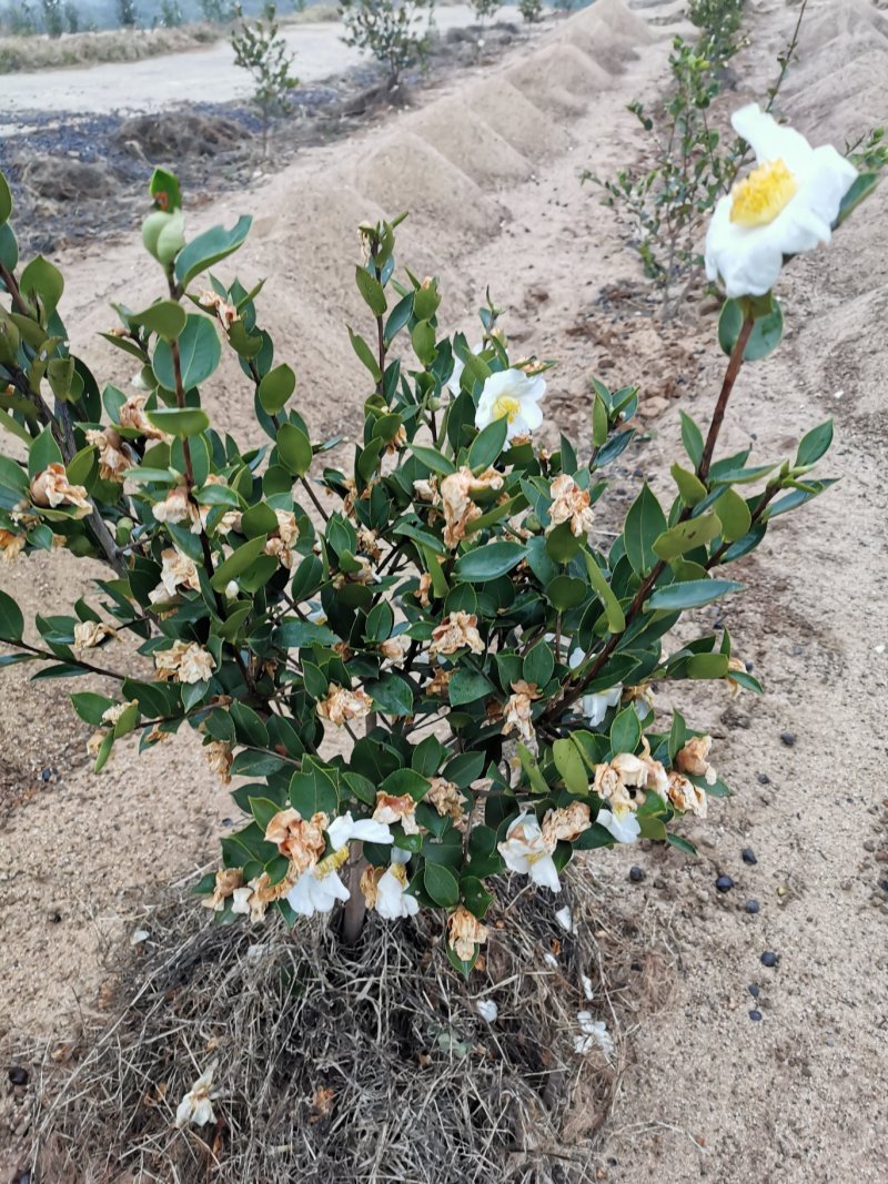 白花油茶苗25～60可开两证一签
