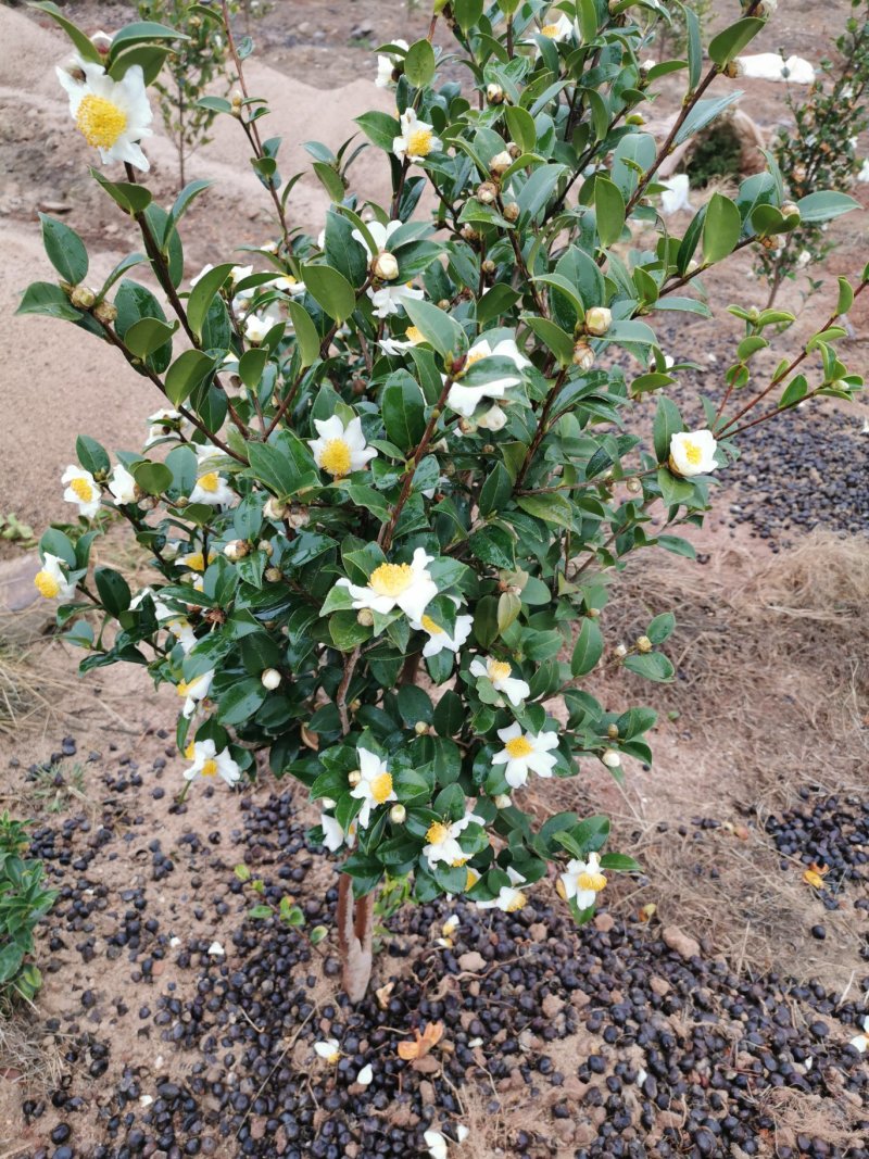 白花油茶苗25～60可开两证一签