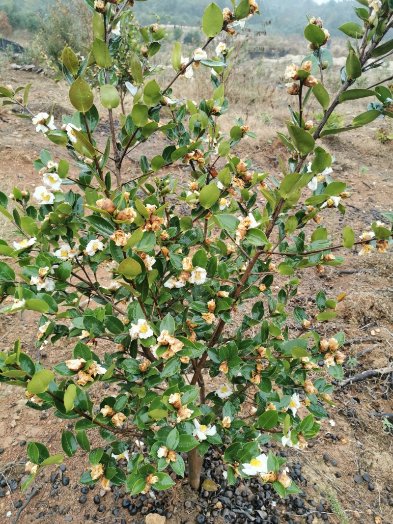 白花油茶苗25～60可开两证一签