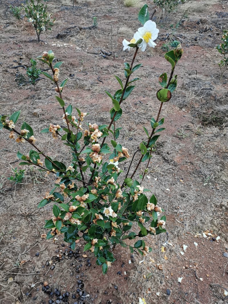 白花油茶苗25～60可开两证一签