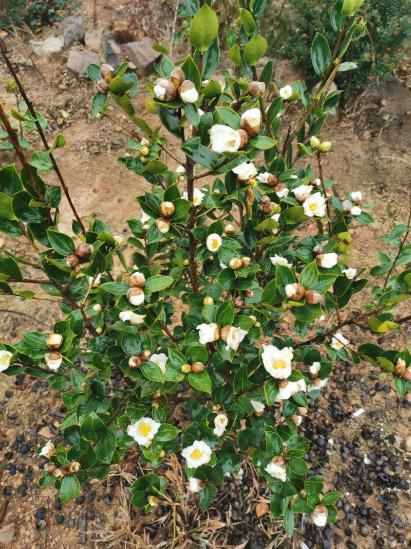 白花油茶苗25～60可开两证一签