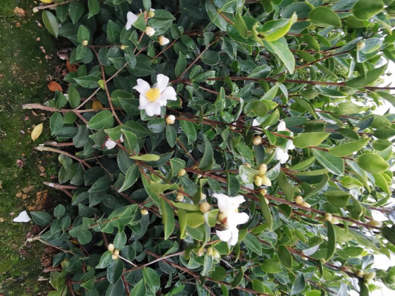白花油茶苗25～60可开两证一签