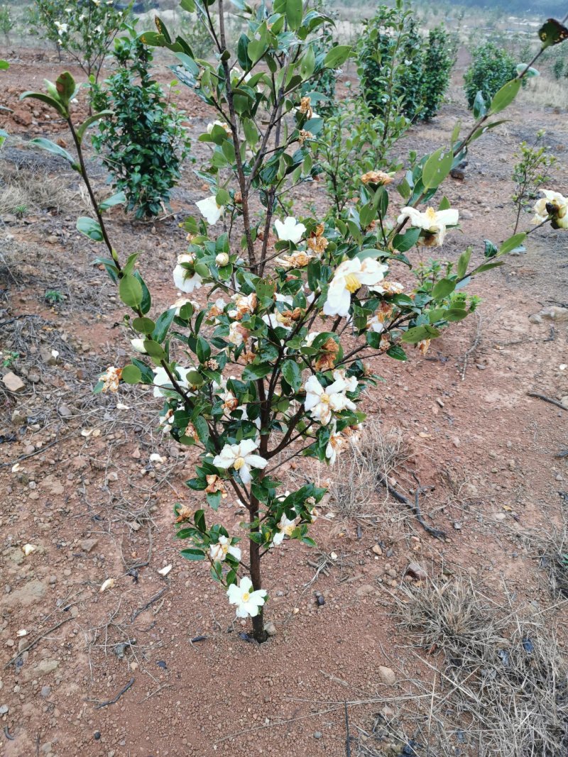 白花油茶苗25～60可开两证一签